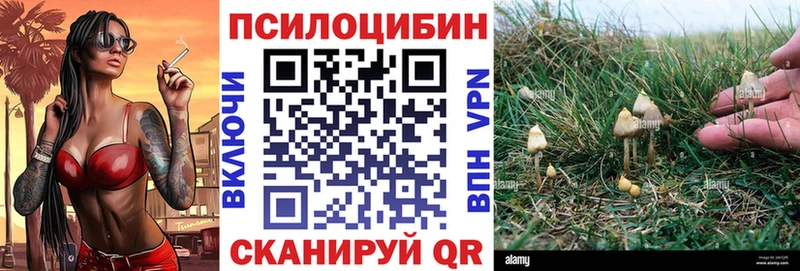Купить где  Новороссийск  Псилоцибиновые грибы Psilocybe 
